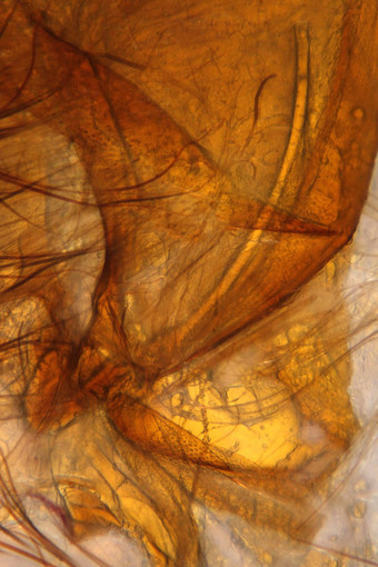 蛾解剖显微照片