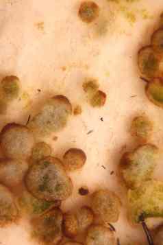 显微照片真菌孢子
