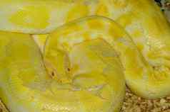 黄色的蛇