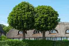 橡木树前面房子