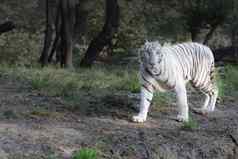 白色老虎晚上漫步