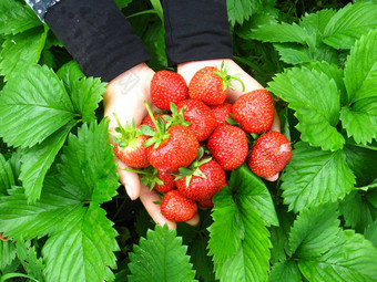 手掌完整的草莓