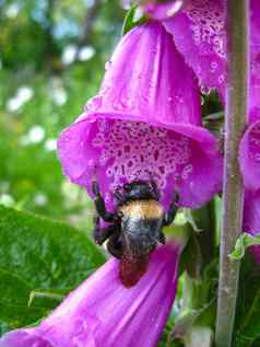 大黄蜂花淡紫色野风信子