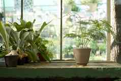盆栽植物表格温室