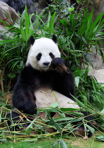 巨大的<strong>熊猫吃竹子</strong>
