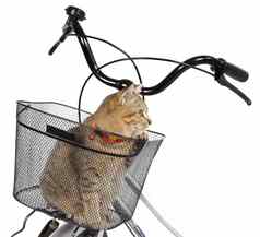 猫坐着自行车篮子