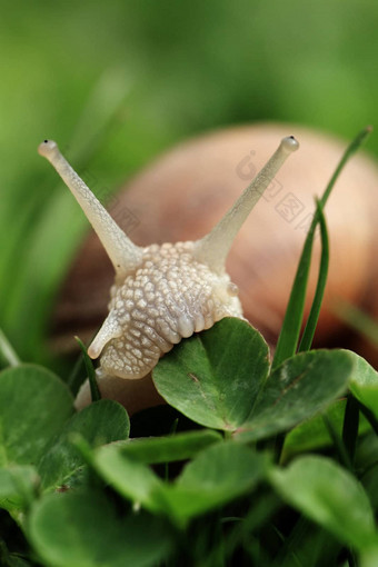 蜗牛螺旋pomatia