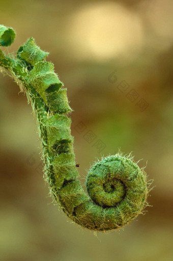 蕨类植物船首饰