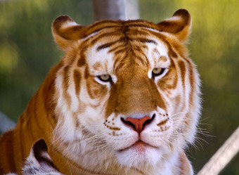 橙色黑色的孟加拉老虎