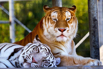 伙伴皇家白色橙色黑色的孟加拉老虎休息