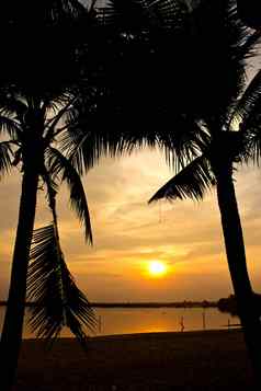 轮廓椰子树日落海滩