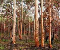 澳大利亚桉树gumtree森林森林大火