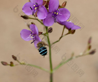 澳大利亚野花穆尔达尼亚本地的孤独的蜜蜂amagilla
