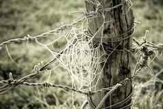 蜘蛛网冻有倒钩的线木树干绿色酱