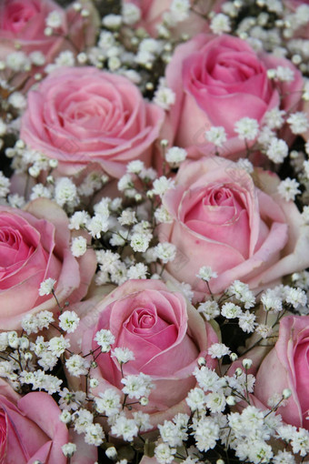 苍白的粉红色的新娘花