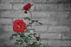 古董玫瑰花砖墙文本空间