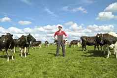 年轻的荷兰农民牛农村