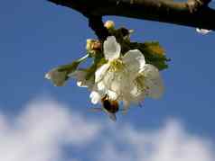 蜜蜂樱桃花