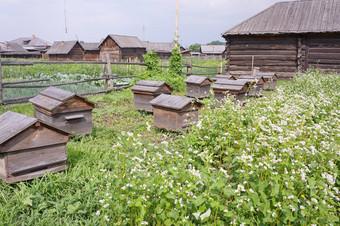 荨麻疹养蜂场