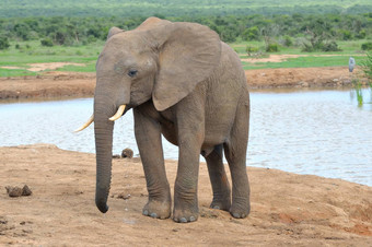 大象氧化大象国家公园南非洲