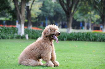 贵宾犬狗坐着