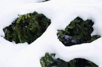 紫杉布什常绿分支机构雪冬天