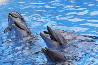 宽吻海豚海豚语Truncatus