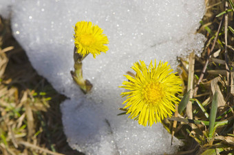 <strong>款</strong>冬花朵<strong>春</strong>天雪