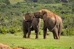 大象战斗氧化大象国家公园南非洲的