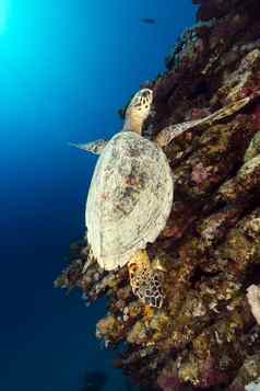 玳瑁乌龟热带礁红色的海