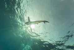 海洋条鲨鱼卡查希努斯隆吉曼努斯艾尔芬内斯顿红色的海