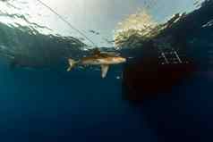 海洋条鲨鱼卡查希努斯隆吉曼努斯艾尔芬内斯顿红色的海