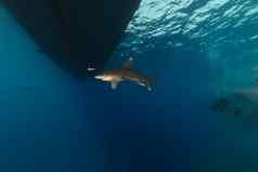 海洋条鲨鱼卡查希努斯隆吉曼努斯杂项艾尔芬内斯顿红色的海