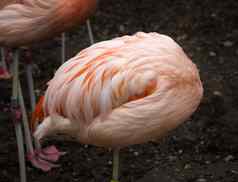 粉红色的智利火烈鸟羽毛球