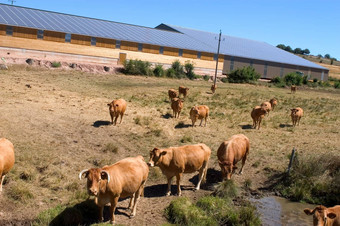牛棚屋太阳能权力方面