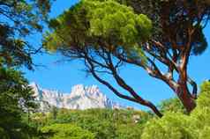 绿色夏天松高岩石山