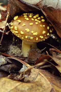 棕色（的）蘑菇黄色的斑点