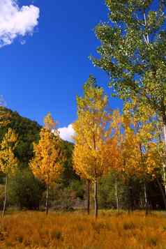 秋天秋天森林黄色的金杨树树