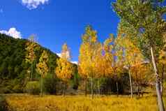秋天秋天森林黄色的金杨树树