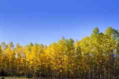 秋天早期秋天森林黄色的杨树树