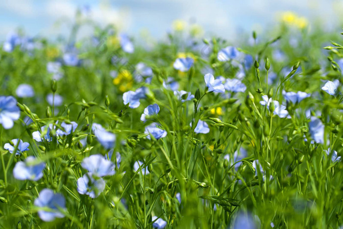 亚麻花 麻花糖