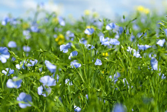 亚麻花