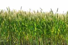 绿色小麦孤立的白色