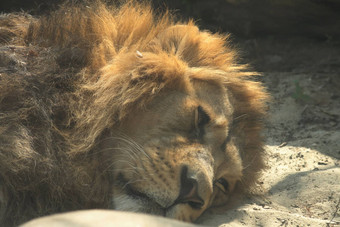 狮子休息