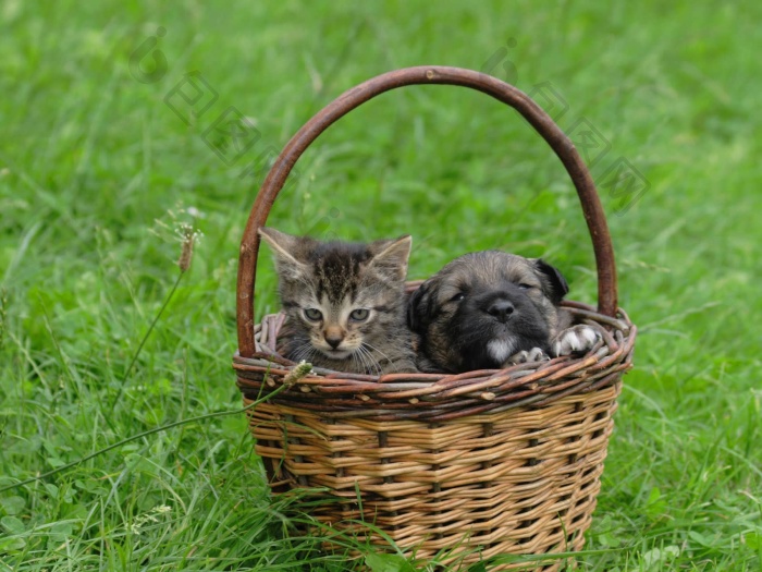 猫狗在一起图片-包图网企业站