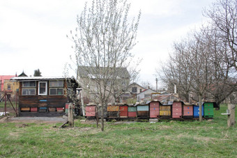 捷克蜜蜂农场
