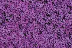 紫罗兰色的花背景
