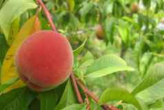 桃子不错的水果食物自然背景