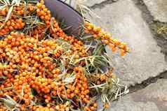 Seabuckthorn