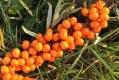 Seabuckthorn